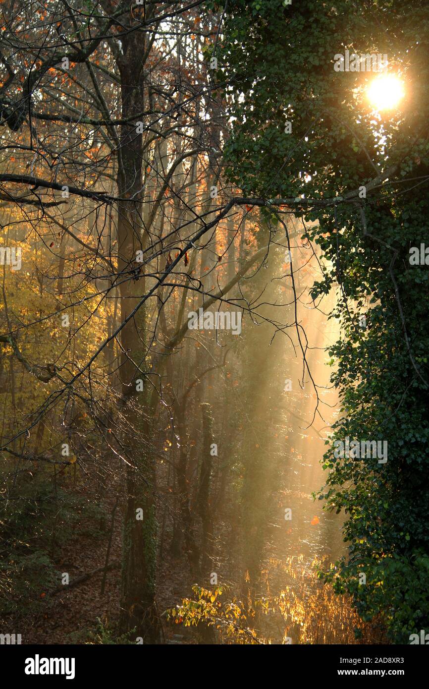 Sole mattutino che splende attraverso i boschi delle Blue Ridge Mountains, Stati Uniti Foto Stock