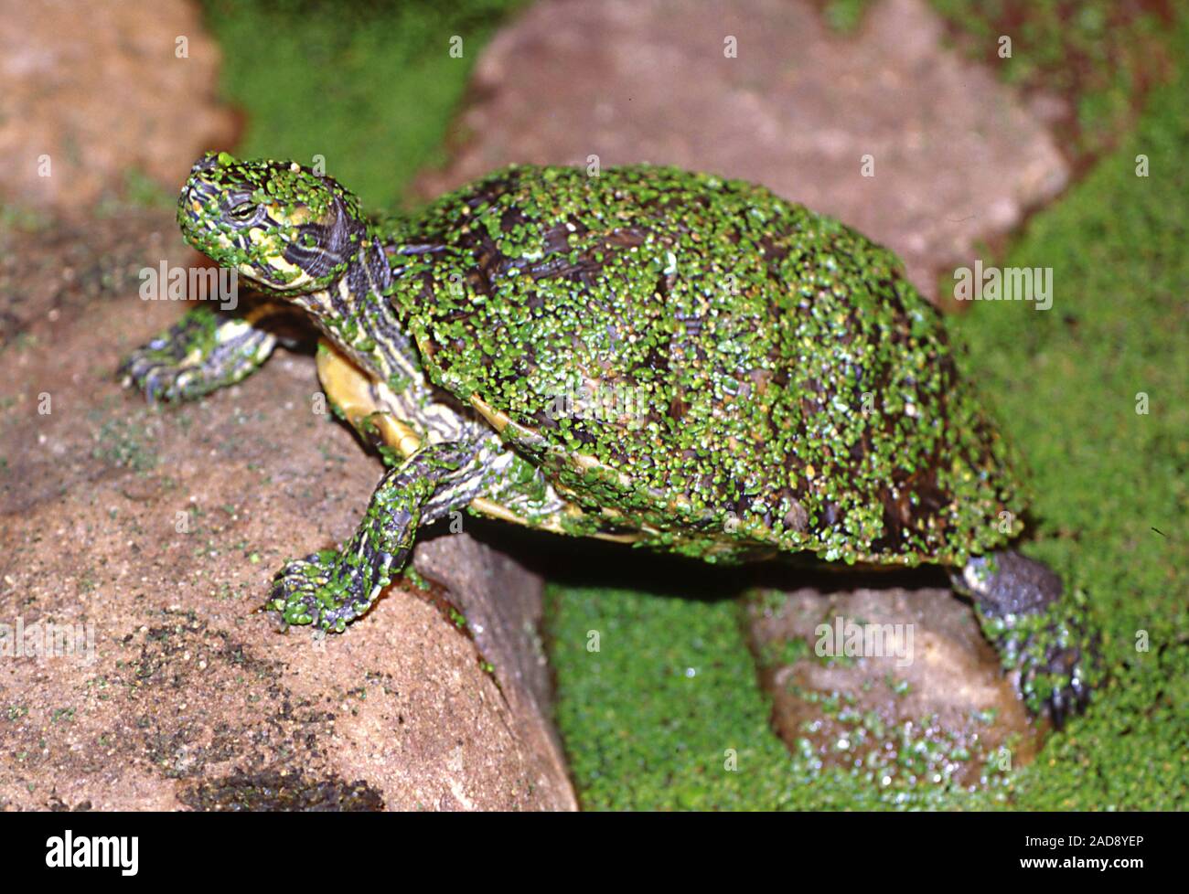Eared slider con alghe Foto Stock