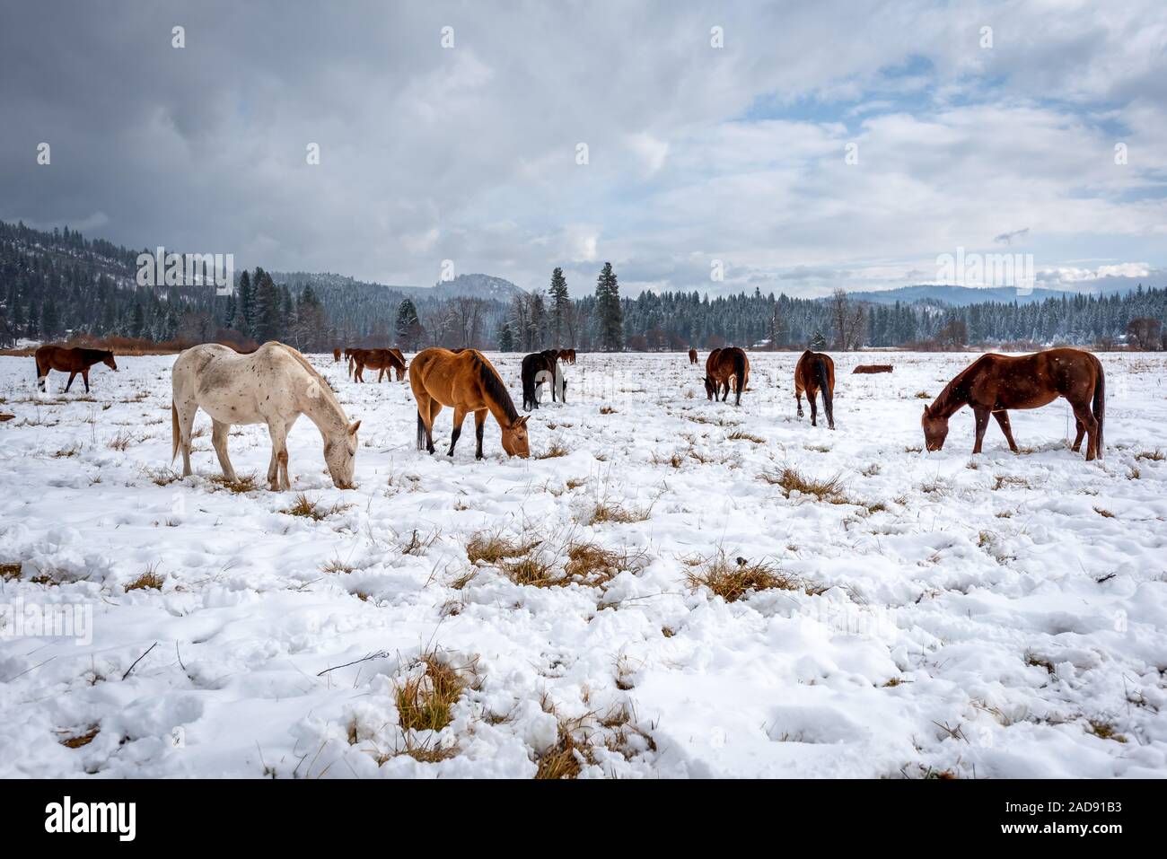 Cavalli al pascolo di neve in un campo durante il periodo invernale in montagna. Foto Stock