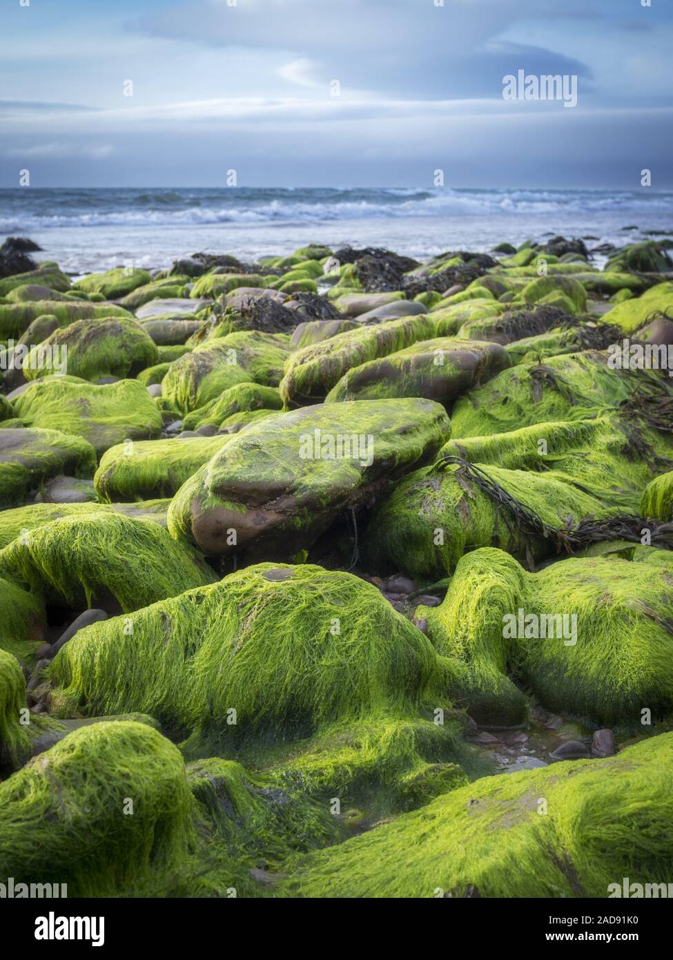 Pietre sulla spiaggia coperta di muschio e alghe a bassa marea Foto Stock