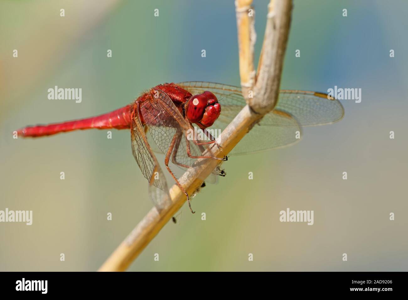 Fire libellula Foto Stock