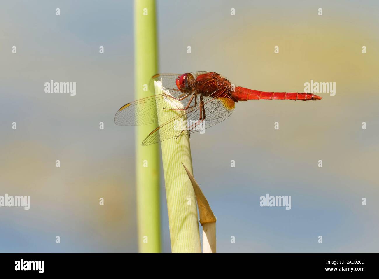 Fire libellula Foto Stock