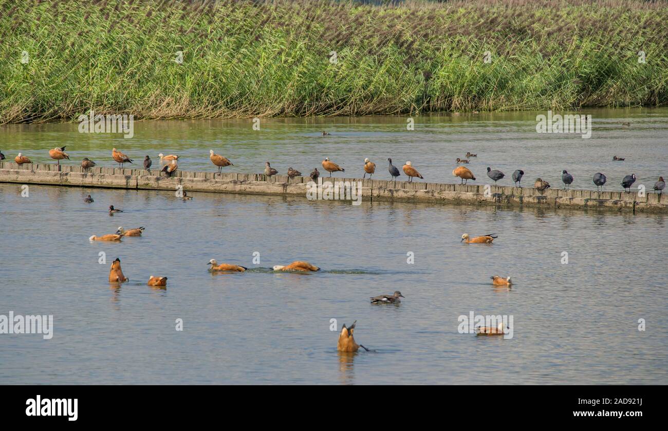 Gli uccelli acquatici, dominando 'Rubicondo Shelducks', Lago di Costanza Foto Stock