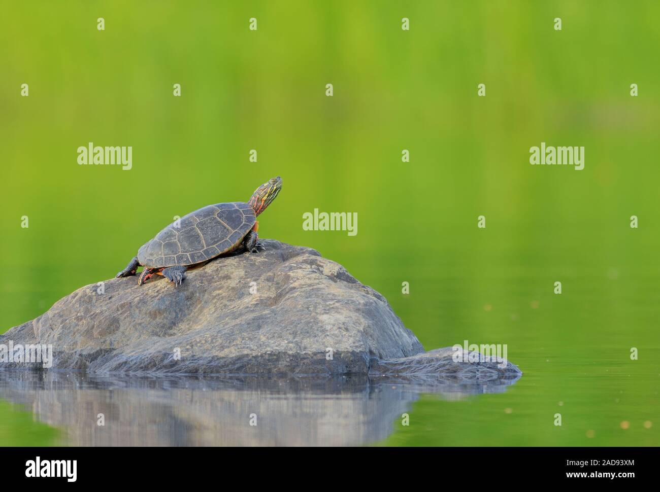 Un dipinto orientale la tartaruga si crogiola su una roccia. Foto Stock