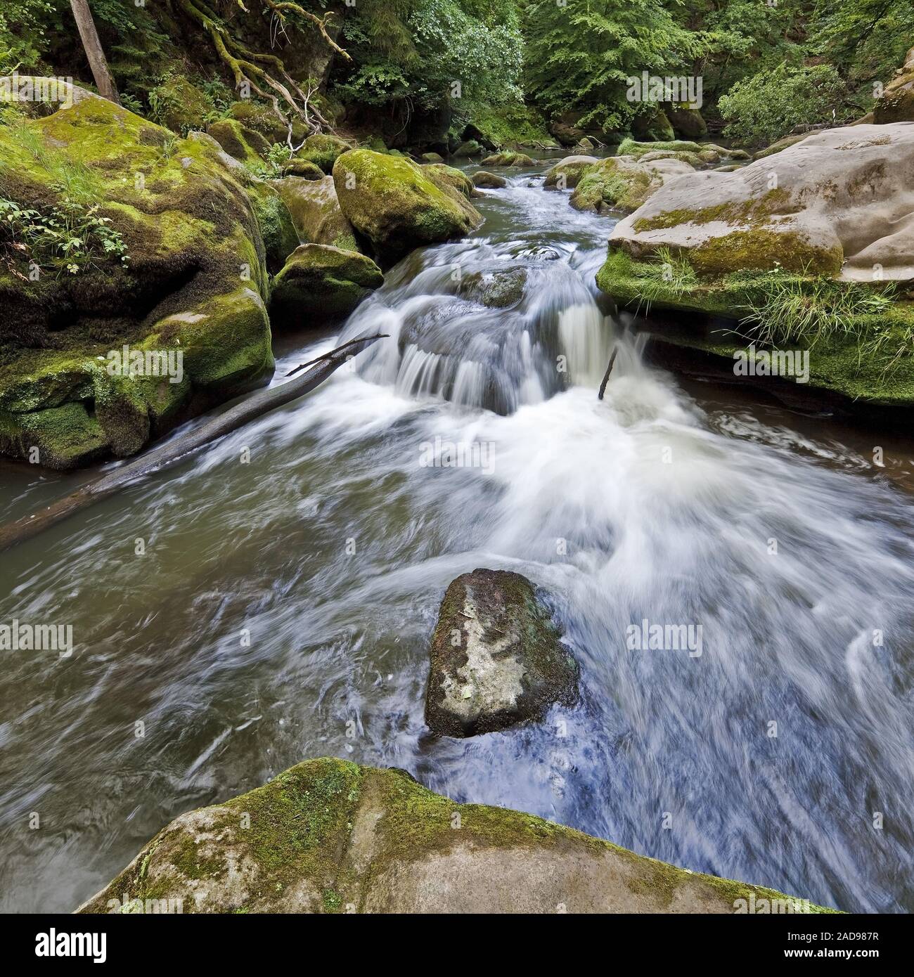 Rapids chiamato Irreler Wasserfaelle del Sud parco naturale Eifel, Irrel, Eifel, Germania, Europa Foto Stock