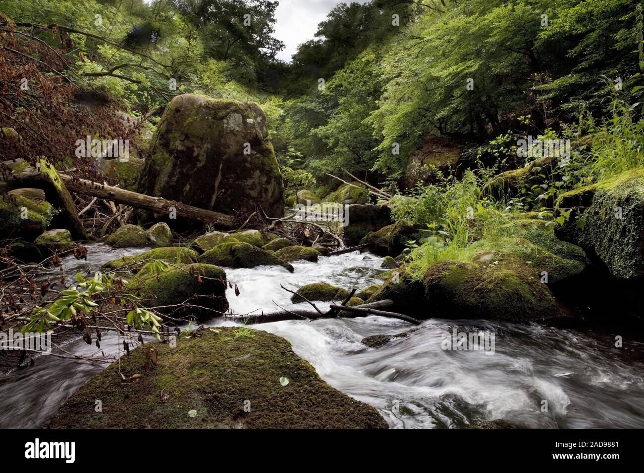 Rapids chiamato Irreler Wasserfaelle del Sud parco naturale Eifel, Irrel, Eifel, Germania, Europa Foto Stock