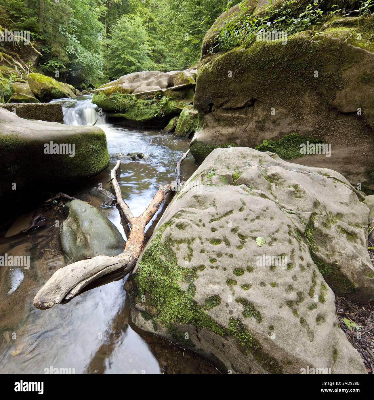 Rapids chiamato Irreler Wasserfaelle del Sud parco naturale Eifel, Irrel, Eifel, Germania, Europa Foto Stock
