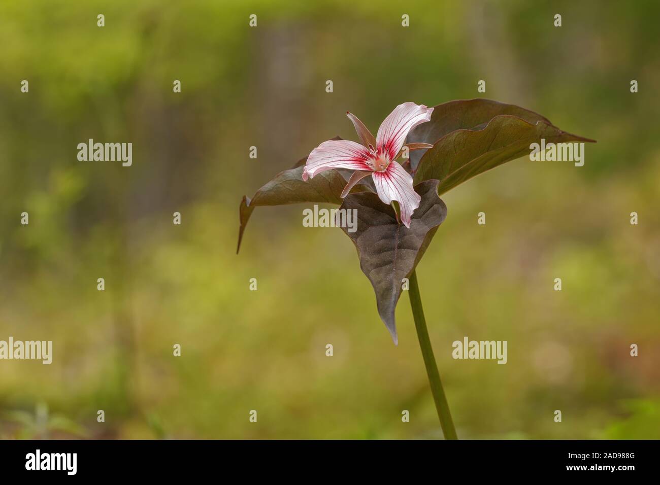 Un dipinto di Trillium con più scuro rispetto al solito foglie. Foto Stock
