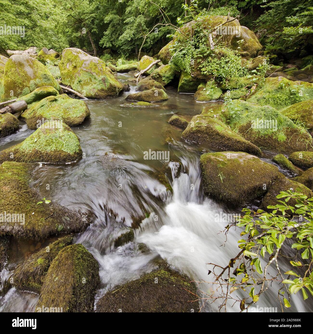Rapids chiamato Irreler Wasserfaelle del Sud parco naturale Eifel, Irrel, Eifel, Germania, Europa Foto Stock