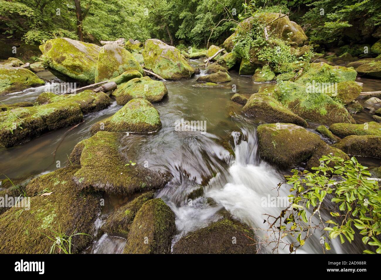 Rapids chiamato Irreler Wasserfaelle del Sud parco naturale Eifel, Irrel, Eifel, Germania, Europa Foto Stock