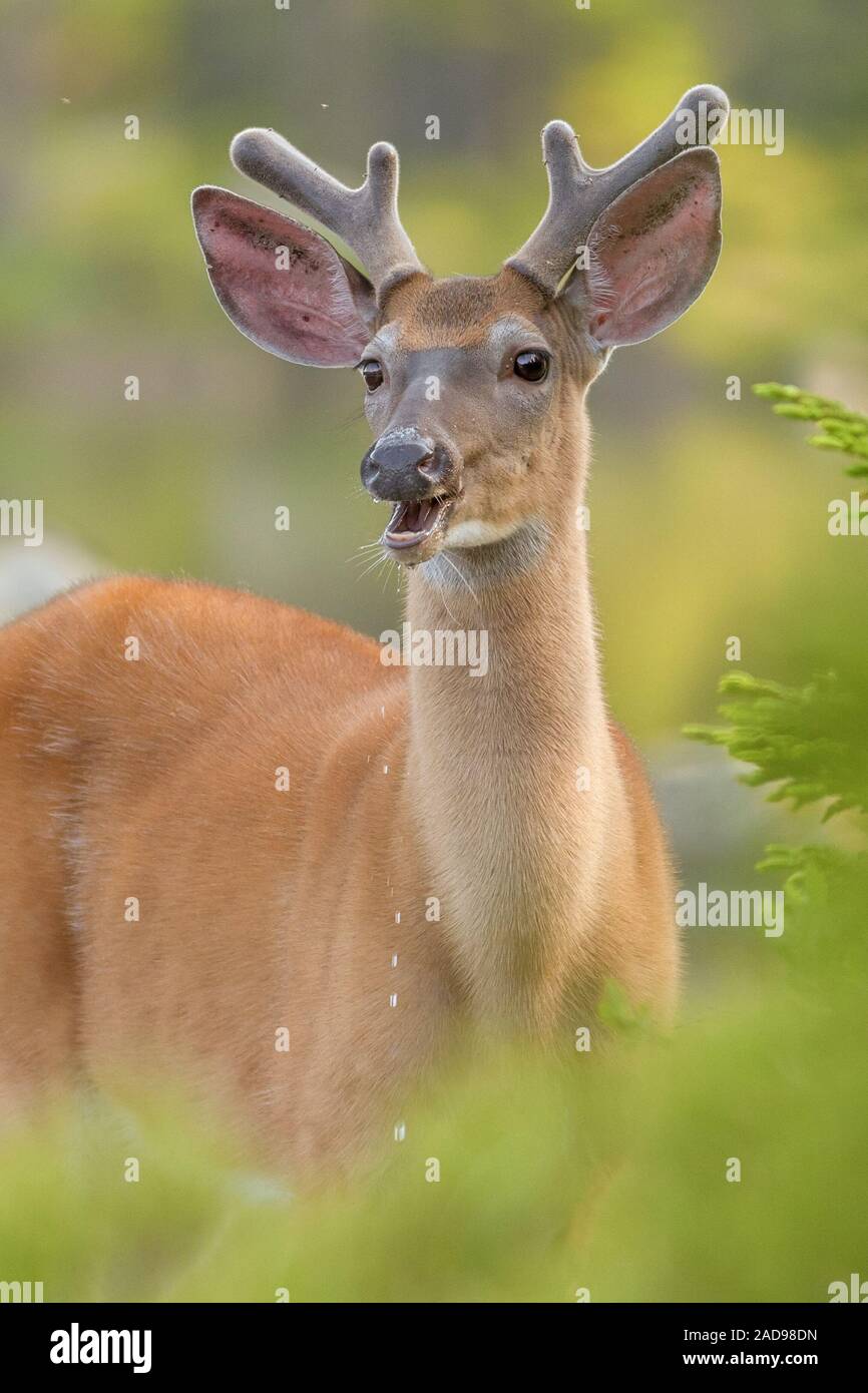 Un bianco-tailed buck guarda fino dalla sua prima colazione Foto Stock