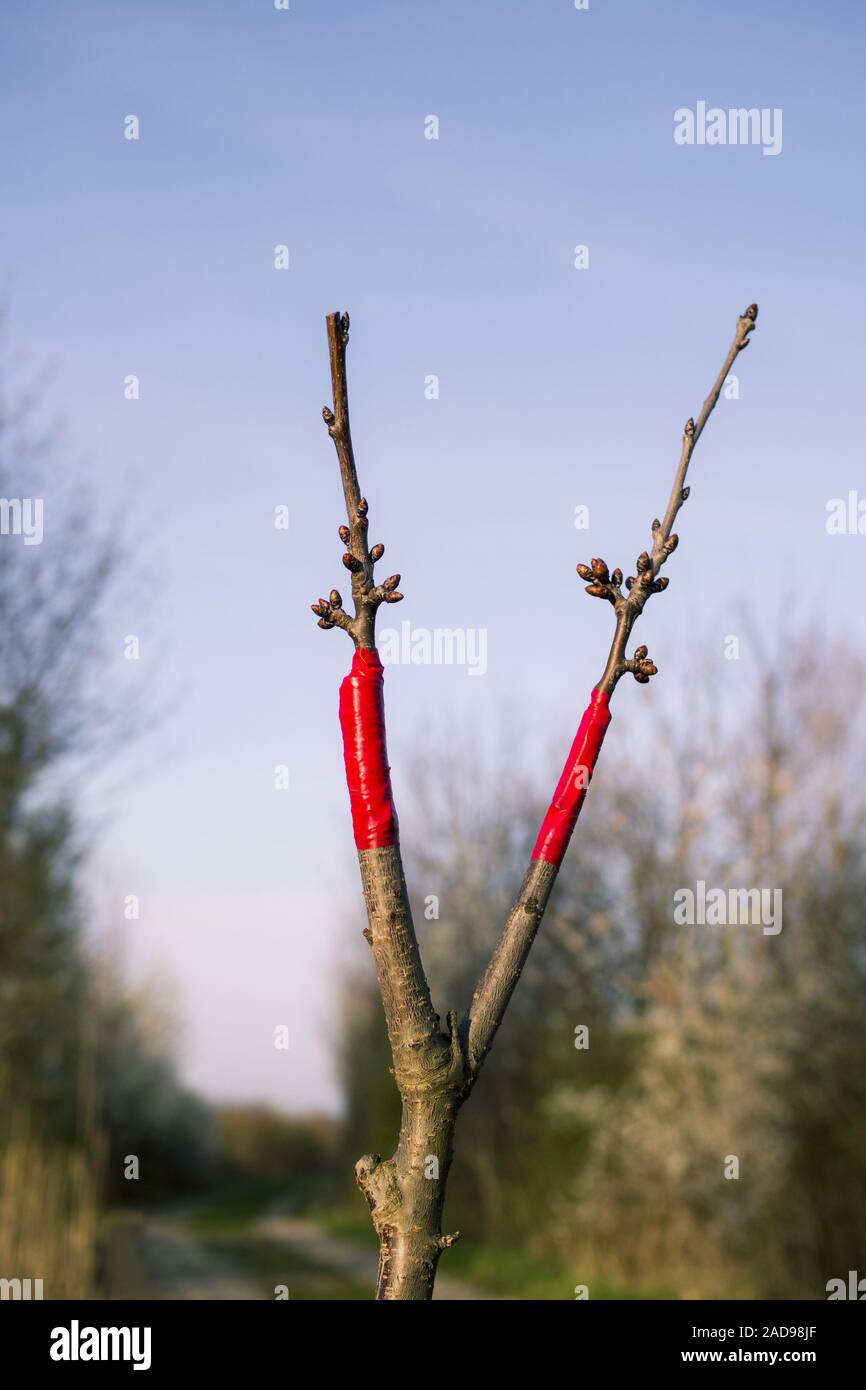 Giovane pianta di ciliegio immagini e fotografie stock ad alta risoluzione  - Alamy