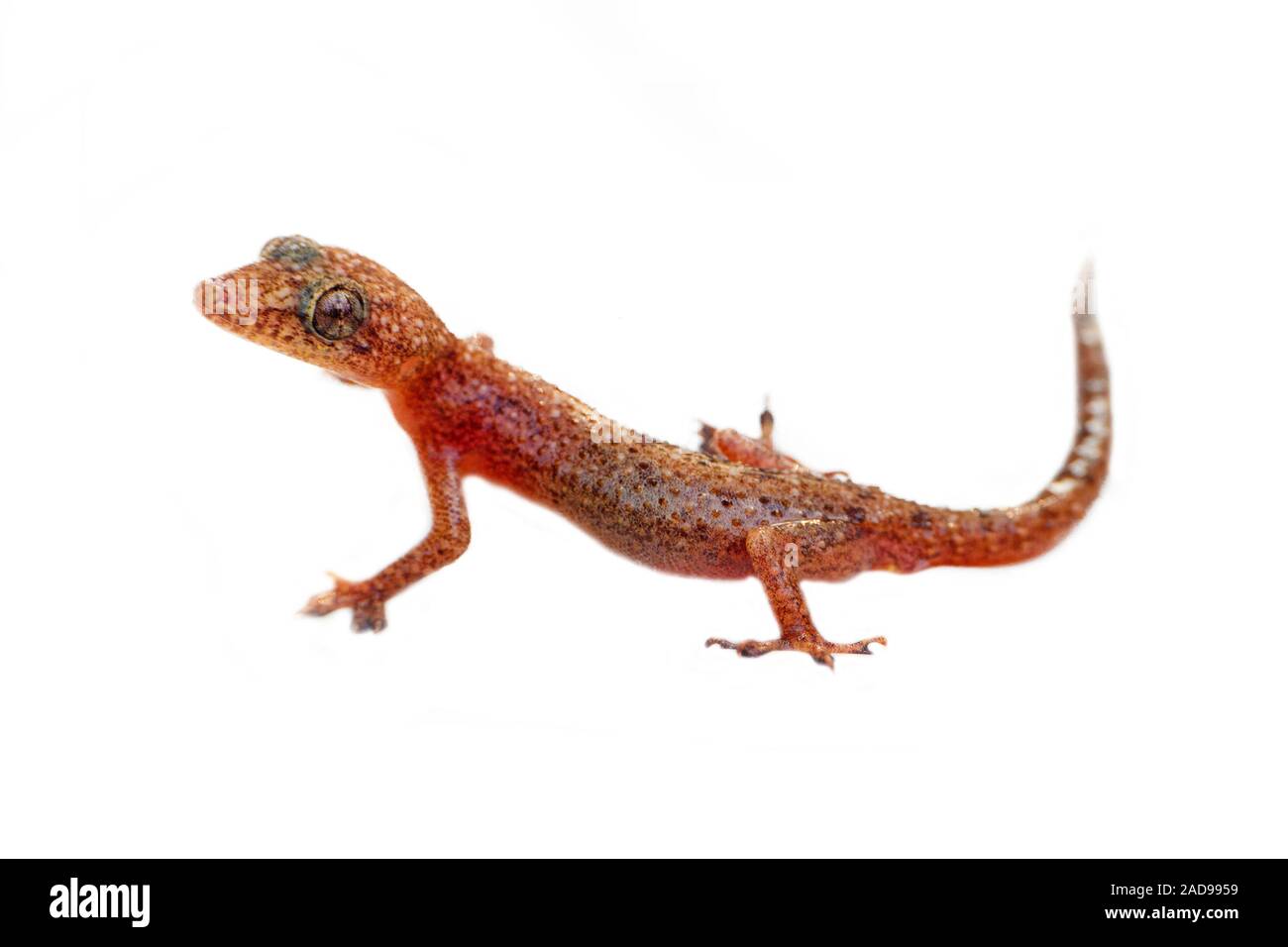 Lizard geco su sfondo bianco. Foto Stock