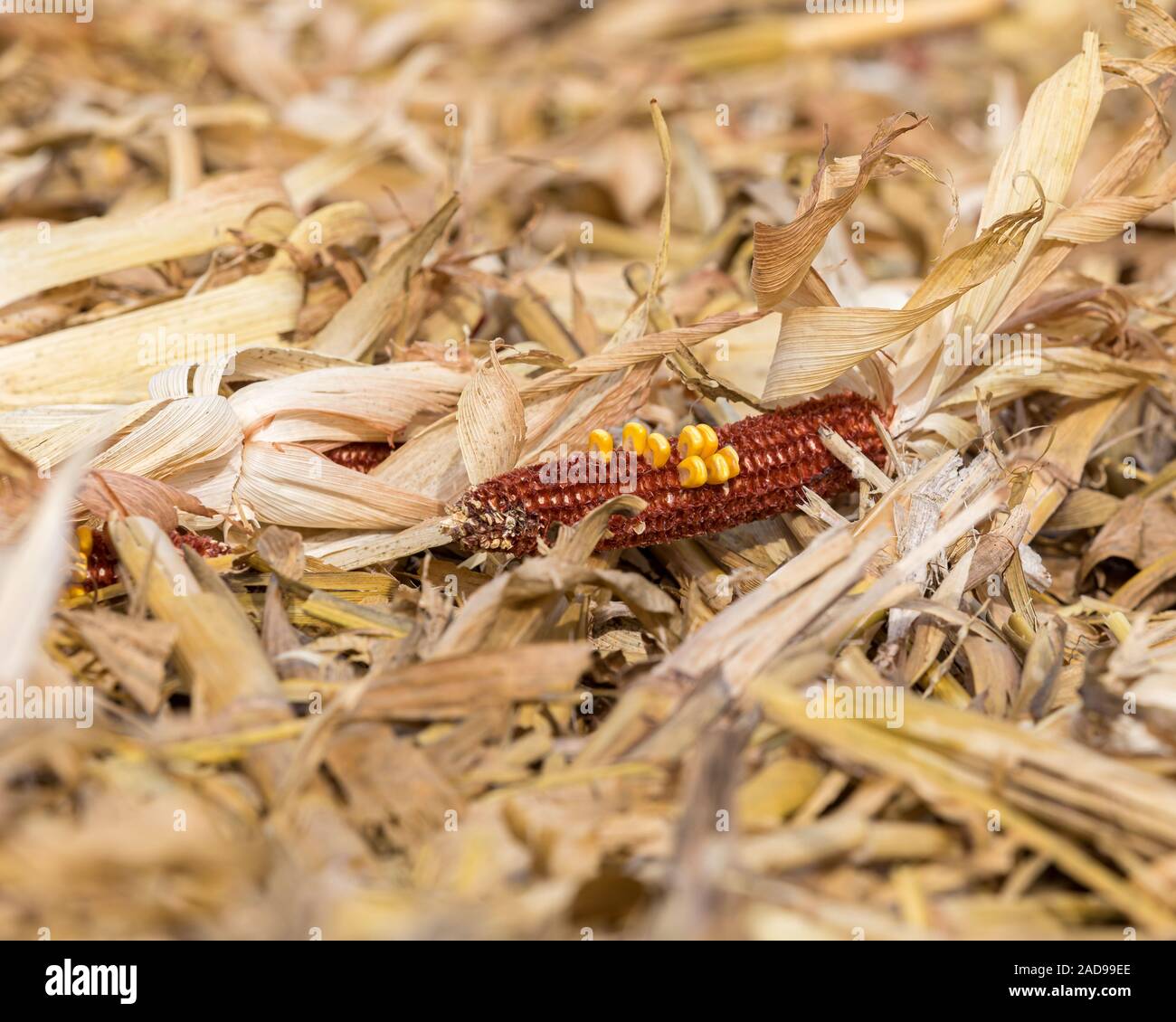 Primo piano della raccolte cornfield con chicchi di mais tutolo in posa cornstalk stoppia e lolla cestino dopo il raccolto Foto Stock