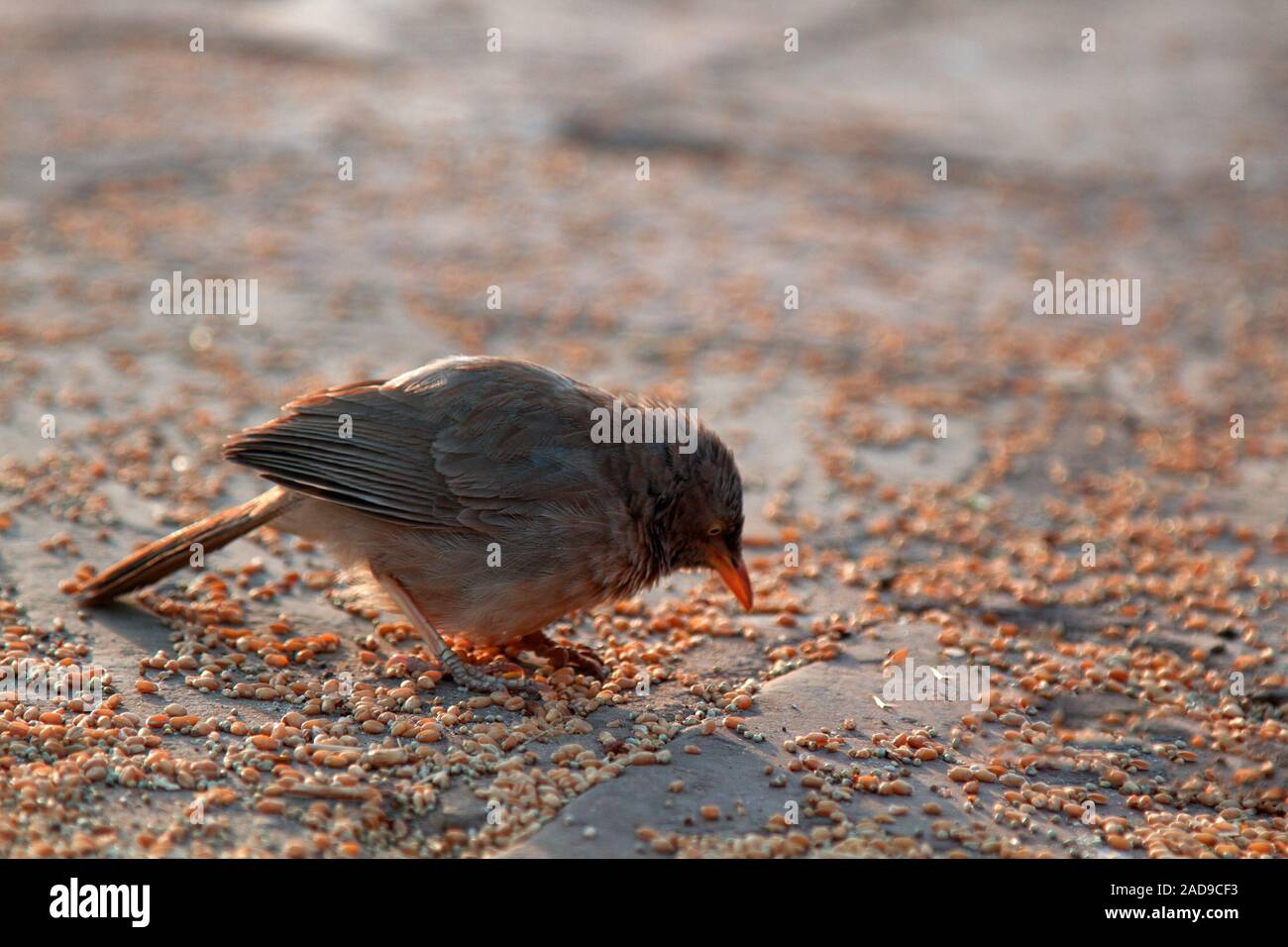 Jungle Babbler feed sul grano collocatori Foto Stock
