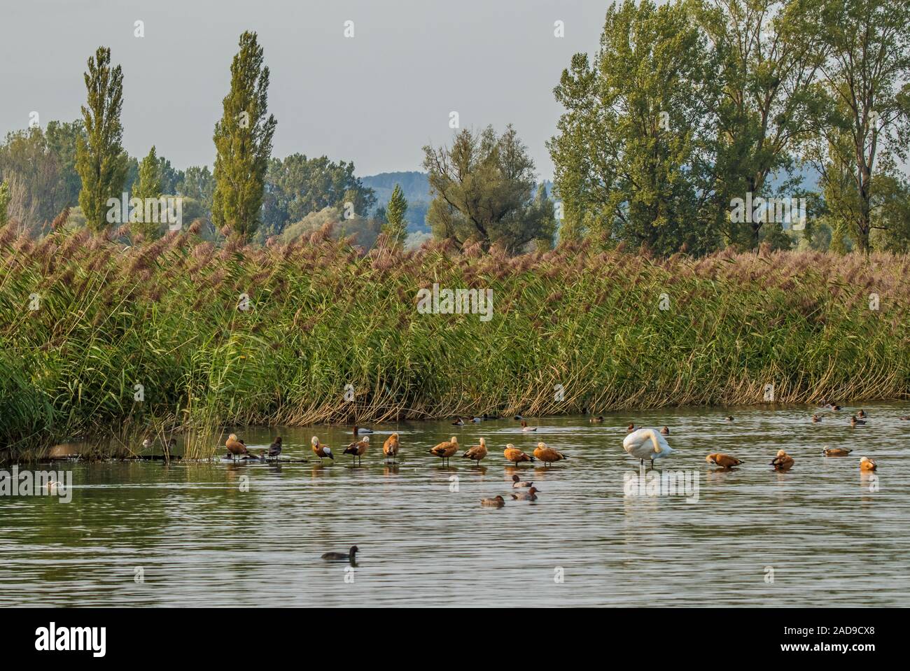 Gli uccelli acquatici, dominando 'Rubicondo Shelducks', Lago di Costanza Foto Stock