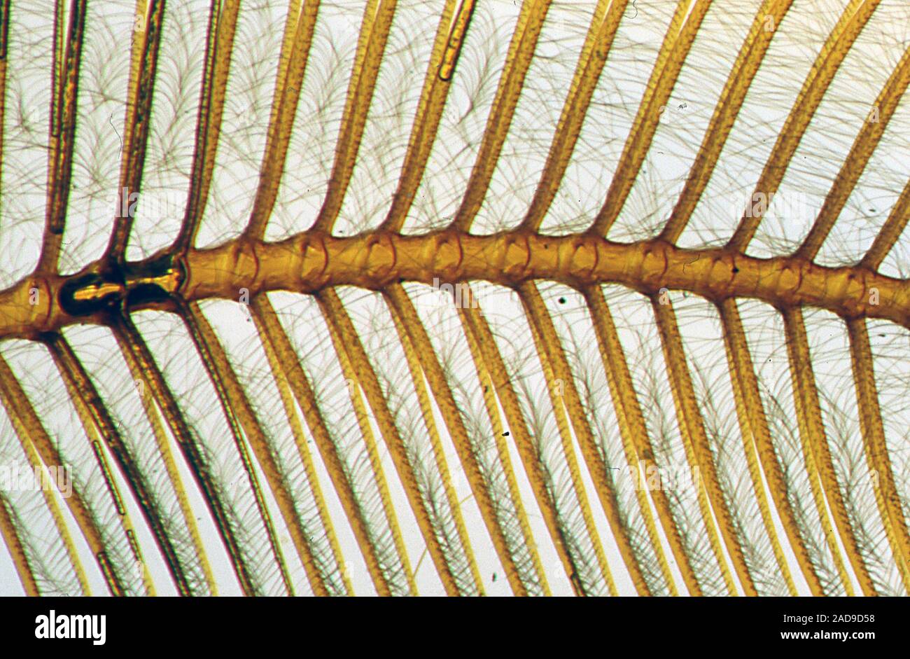Sonda della ventola dalla tarma sotto il microscopio Foto Stock