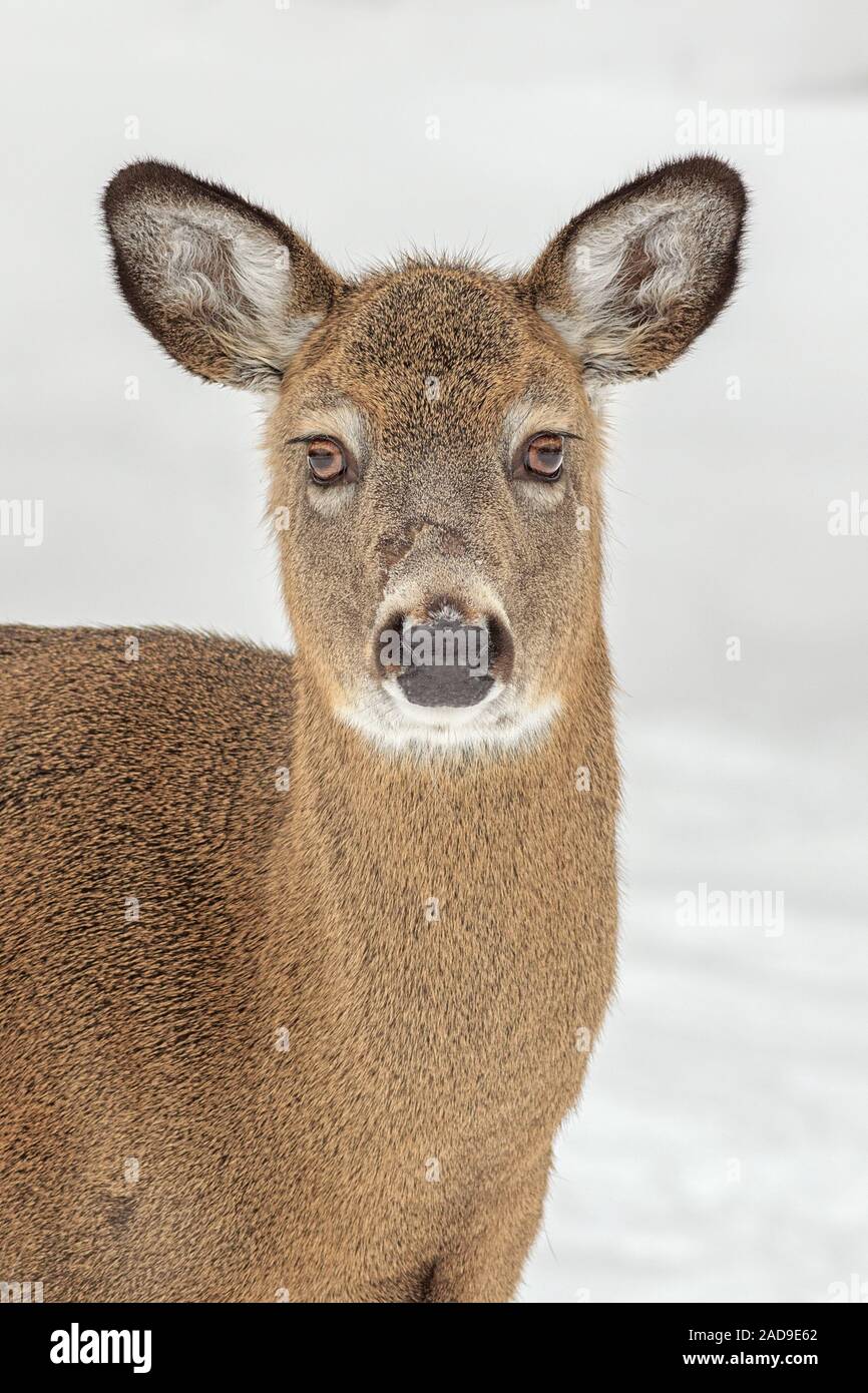 Un ritratto di un white-Tailed Deer in inverno. Foto Stock