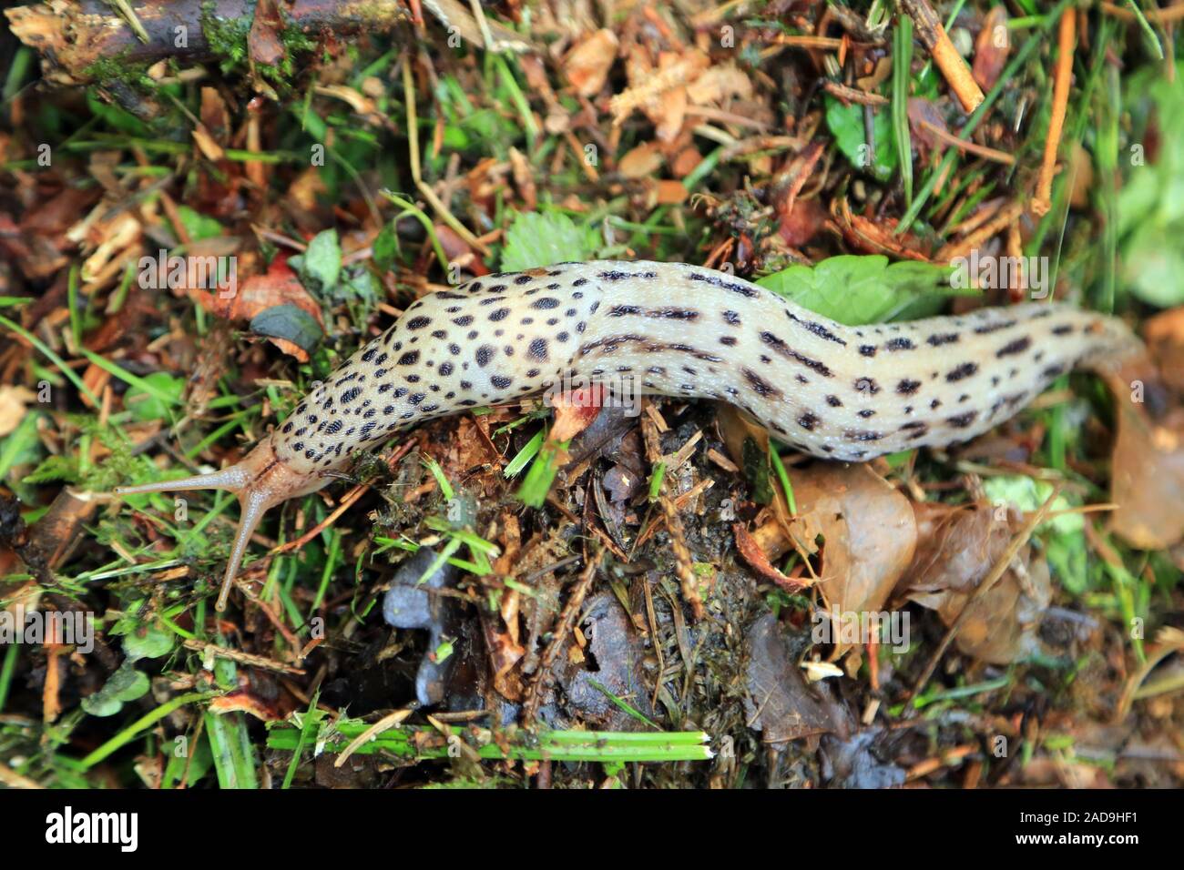 Tigerschnegel, leopard slug, Limax maximus Foto Stock