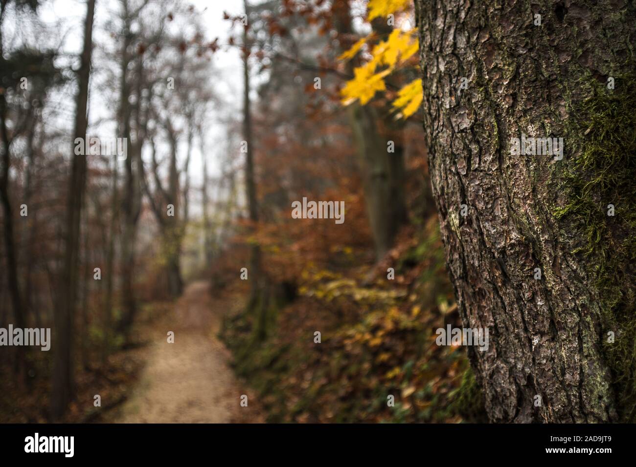 Bosco autunnale di testo sullo sfondo di spazio Foto Stock