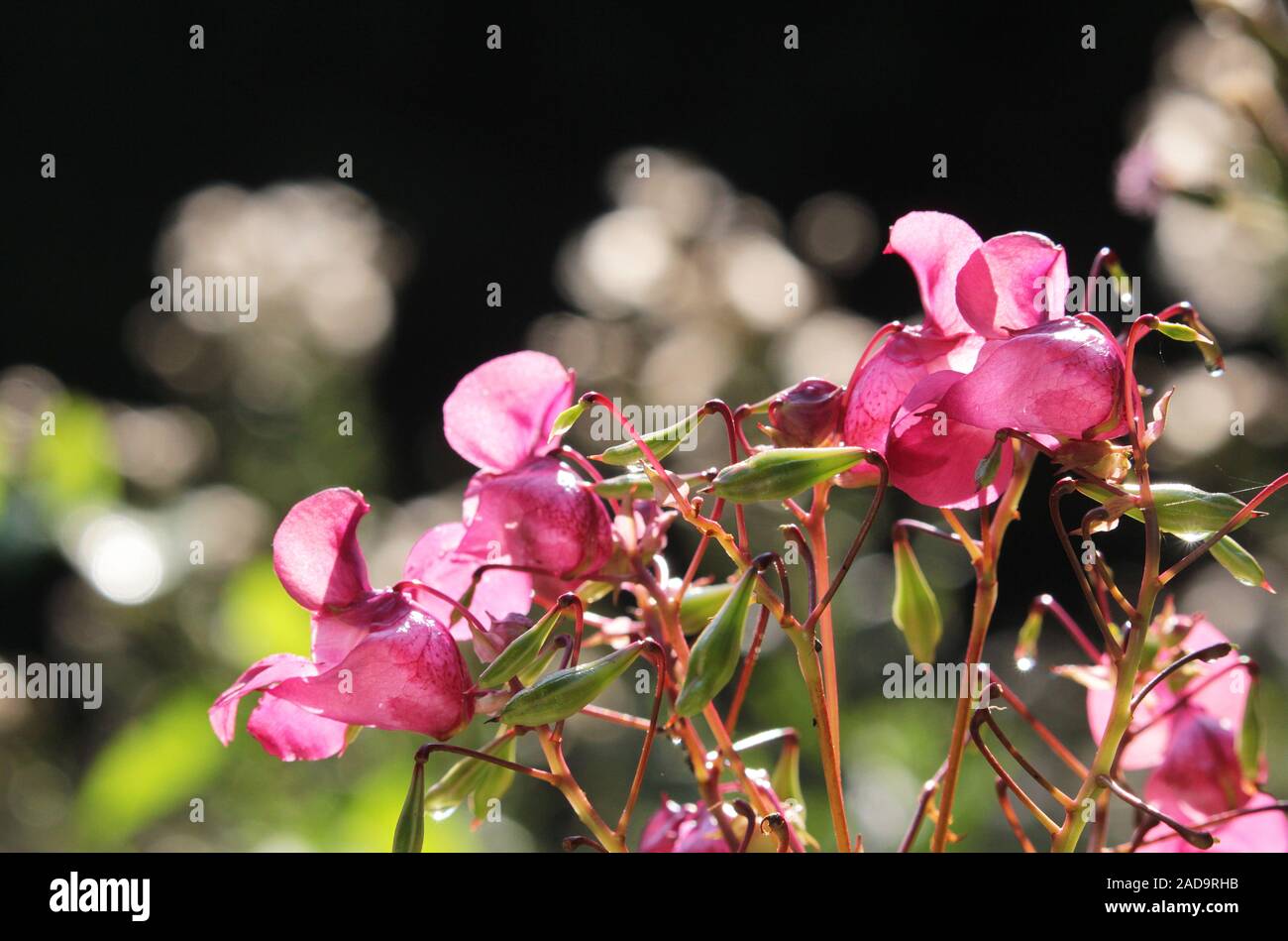Balsamo Foto Stock
