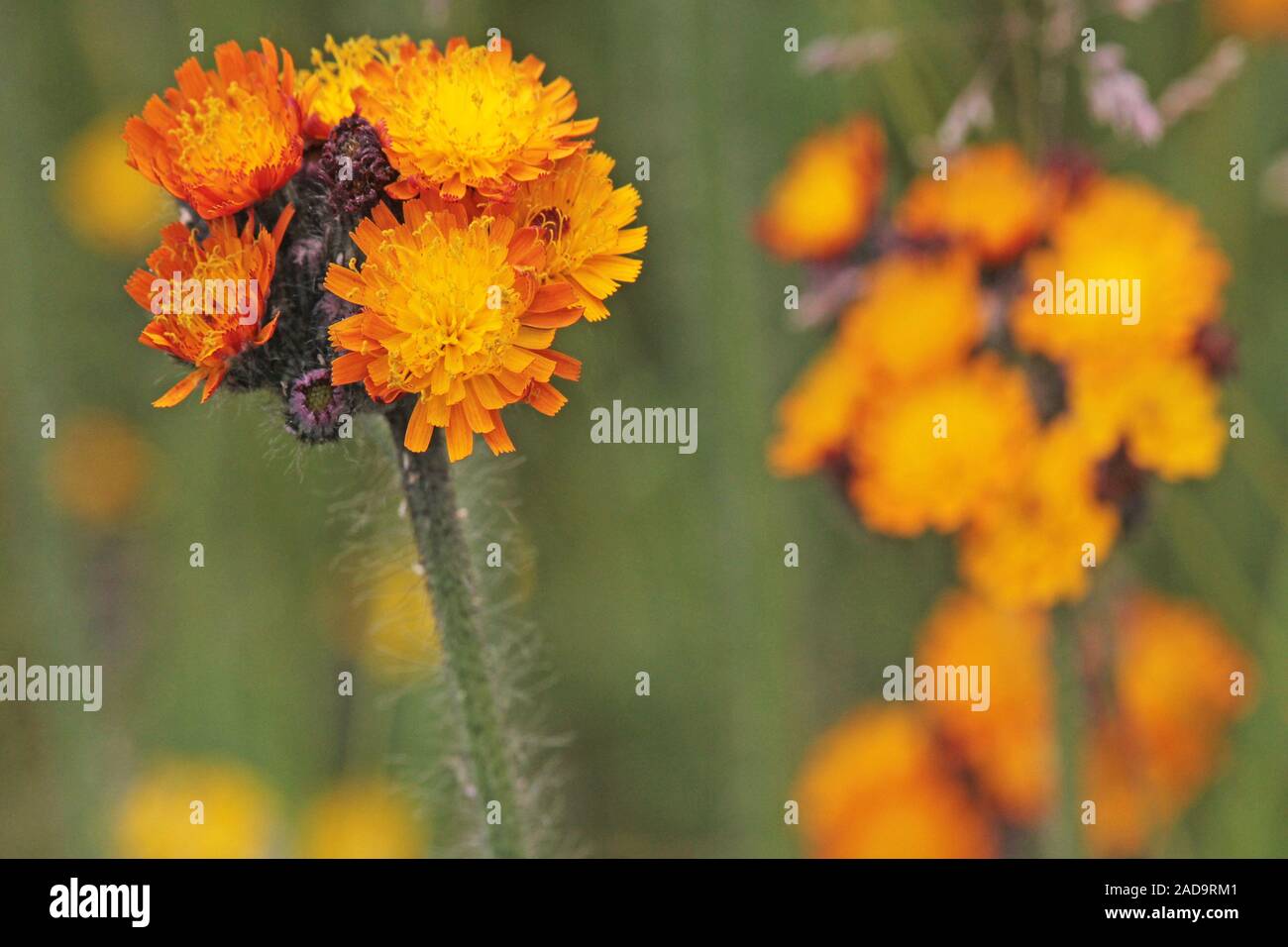 Rosso-arancione hawkweed Foto Stock