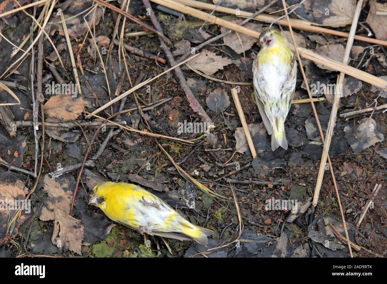 Soos Riserva naturale nella Repubblica Ceca Foto Stock
