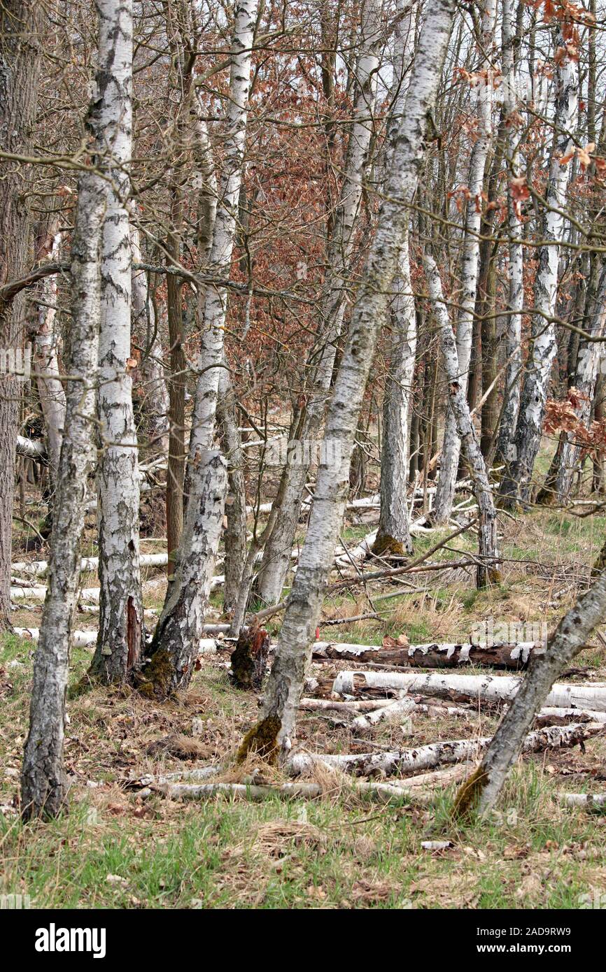 Soos Riserva naturale nella Repubblica Ceca Foto Stock
