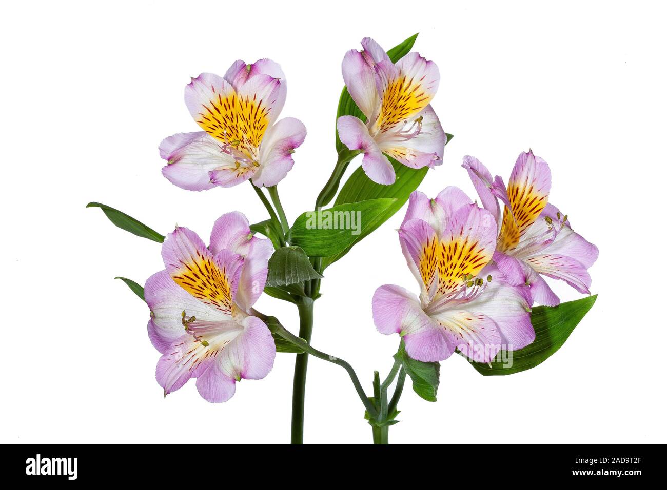 Natura morta con fiori Foto Stock