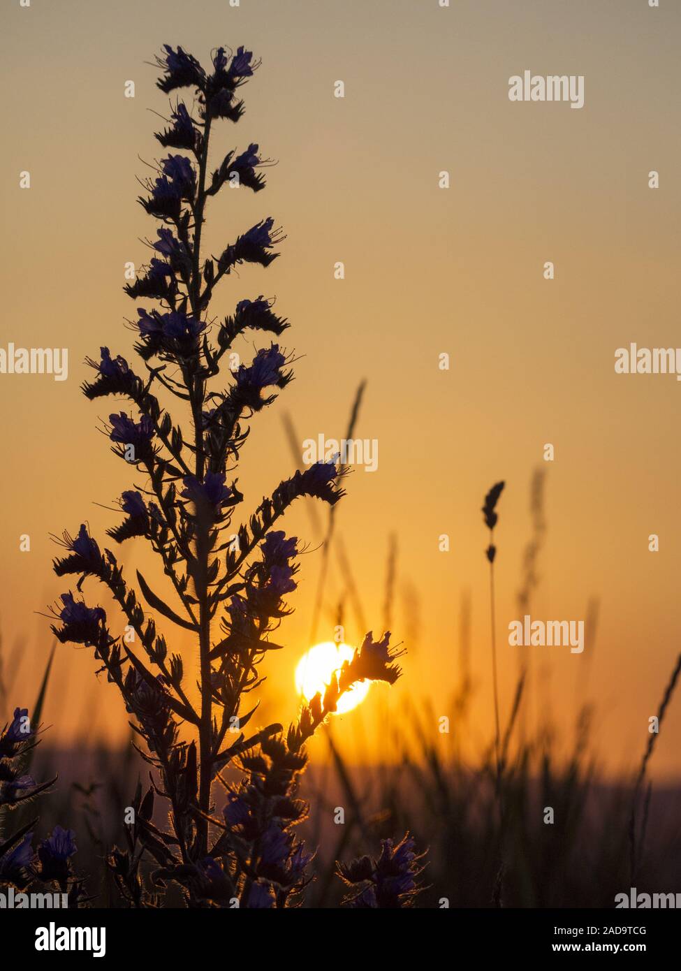 La Viper dungloss al tramonto Foto Stock