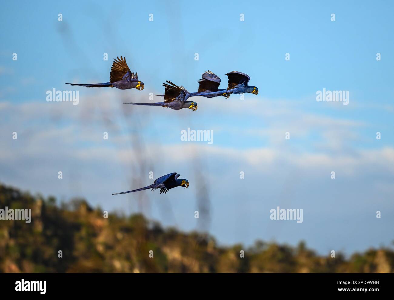 Giacinto Macaws (Anodorhynchus hyacinthinus) flying overhead. Minas Gerais, Brasile, Sud America. Foto Stock