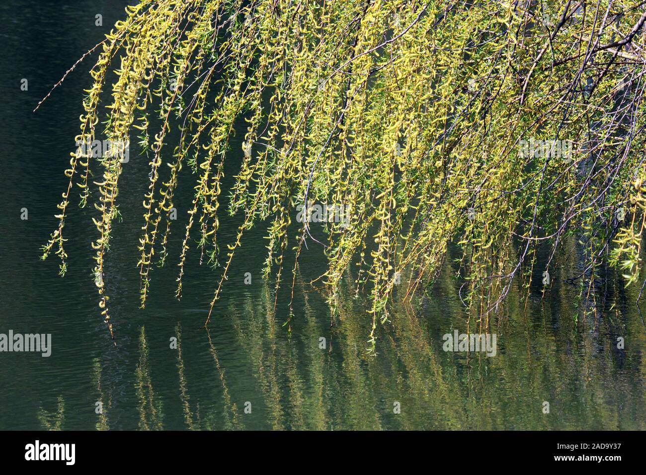 Willow su un corpo di acqua Foto Stock