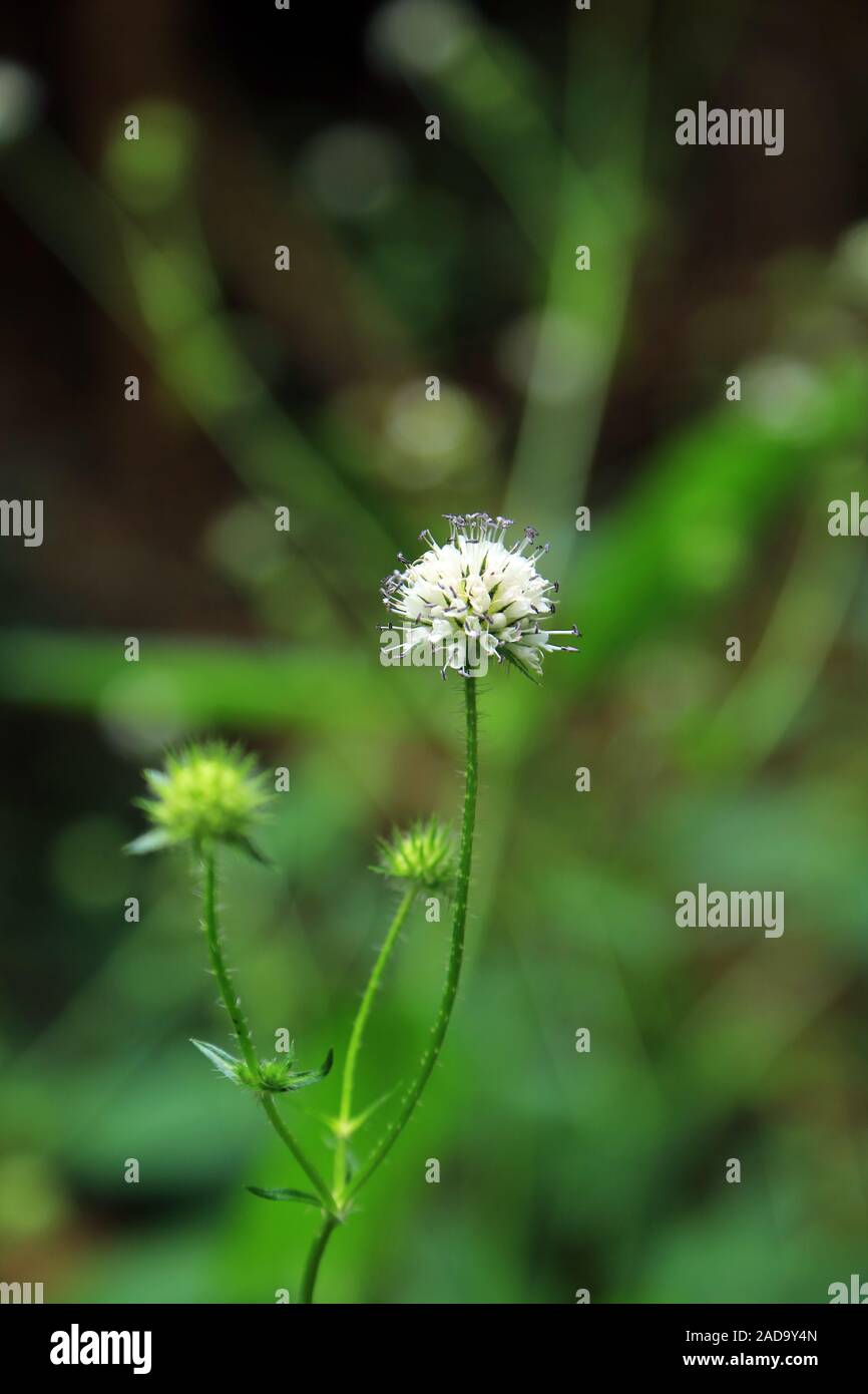 Fiore della scheda peloso, Minor teasel Dipsacus pilosus Foto Stock