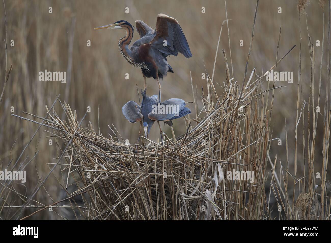 Airone rosso Foto Stock