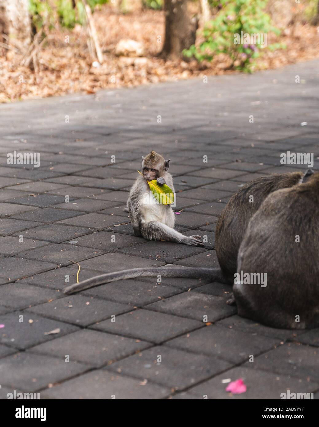 Baby monkey nel sacro Santuario della Foresta delle Scimmie. Ubud, Bali, Indonesia Foto Stock