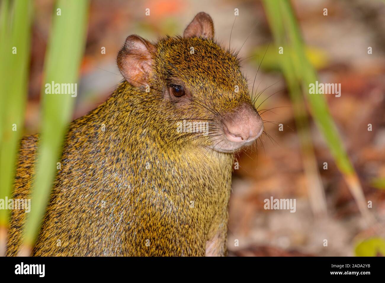 America centrale (agouti Dasyprocta punctata) o Sereque Close-up Foto Stock