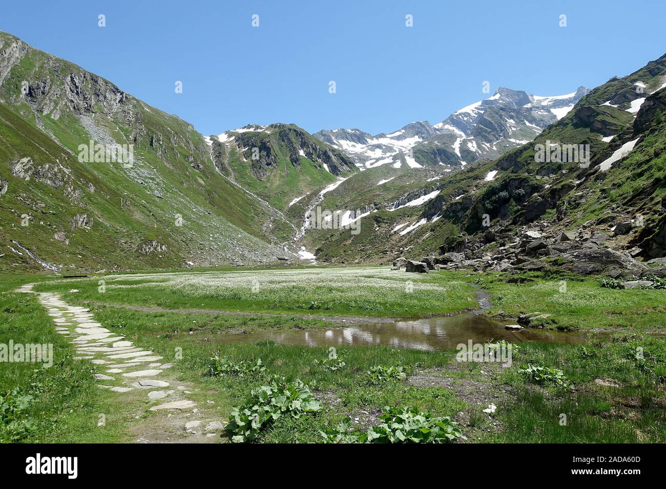 Bella alta moor con blooming lanosi erba vicino a Predoi, sentiero escursionistico verso Birnlücken capanna, Alto Adige Foto Stock