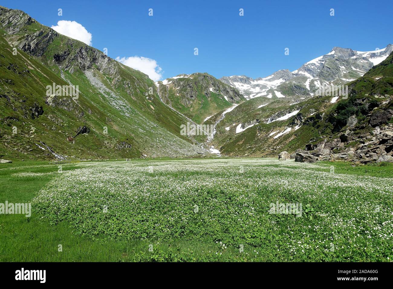 Bella alta moor con blooming lanosi erba vicino a Predoi, sentiero escursionistico verso Birnlücken capanna, Alto Adige Foto Stock