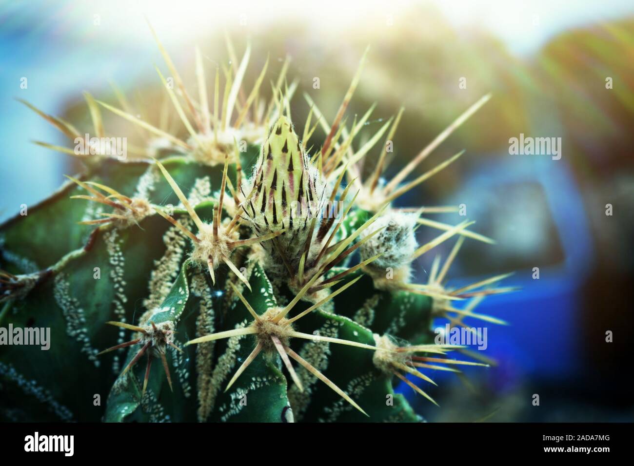 Fiore di cactus Foto Stock