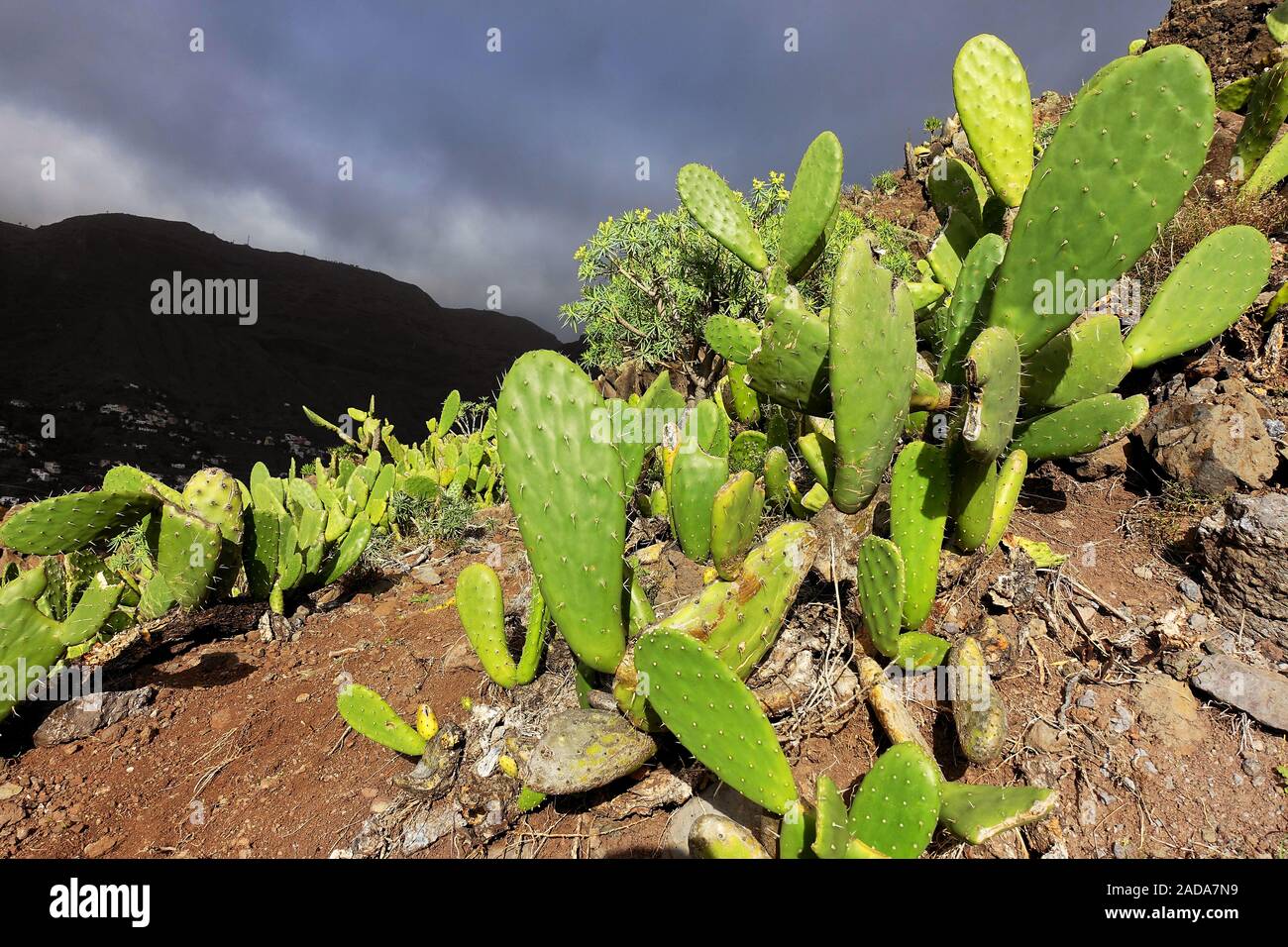 Caratteristica vegetazione di cactus sul bordo di un sentiero escursionistico su La Gomera, Spagna Foto Stock
