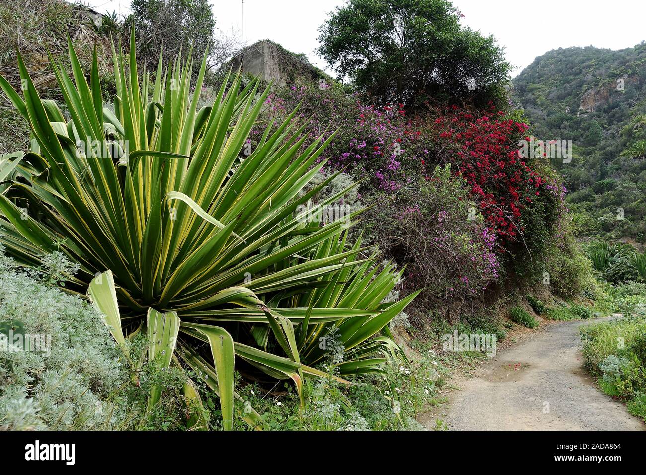 Caratteristica vegetazione sul bordo di un sentiero escursionistico su La Gomera, Spagna Foto Stock