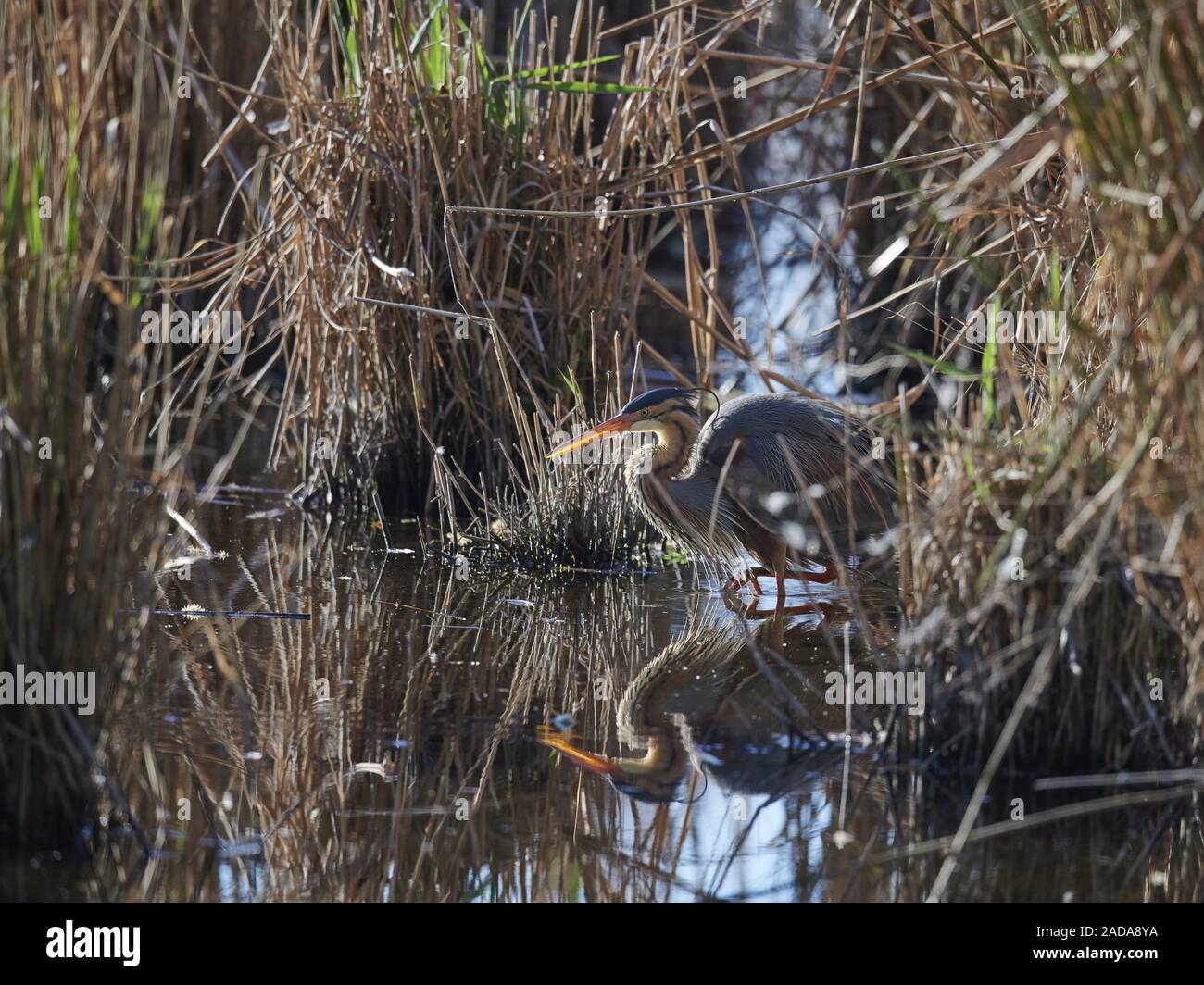 Airone rosso Foto Stock