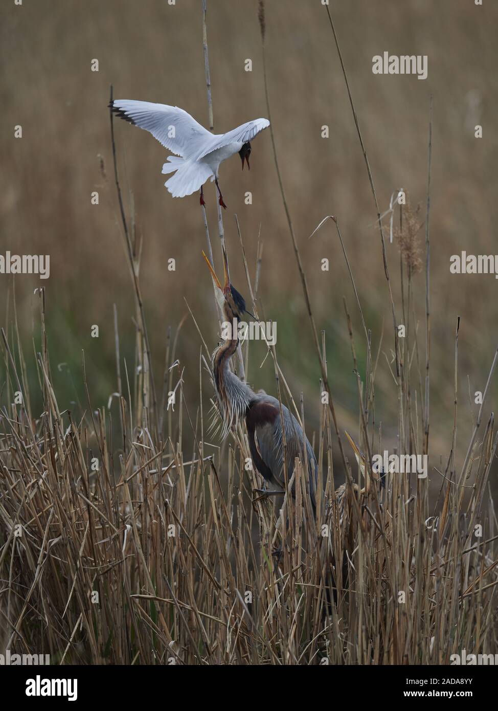 Airone rosso Foto Stock