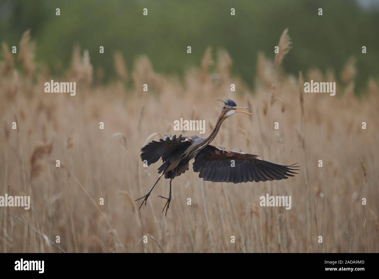 Airone rosso Foto Stock