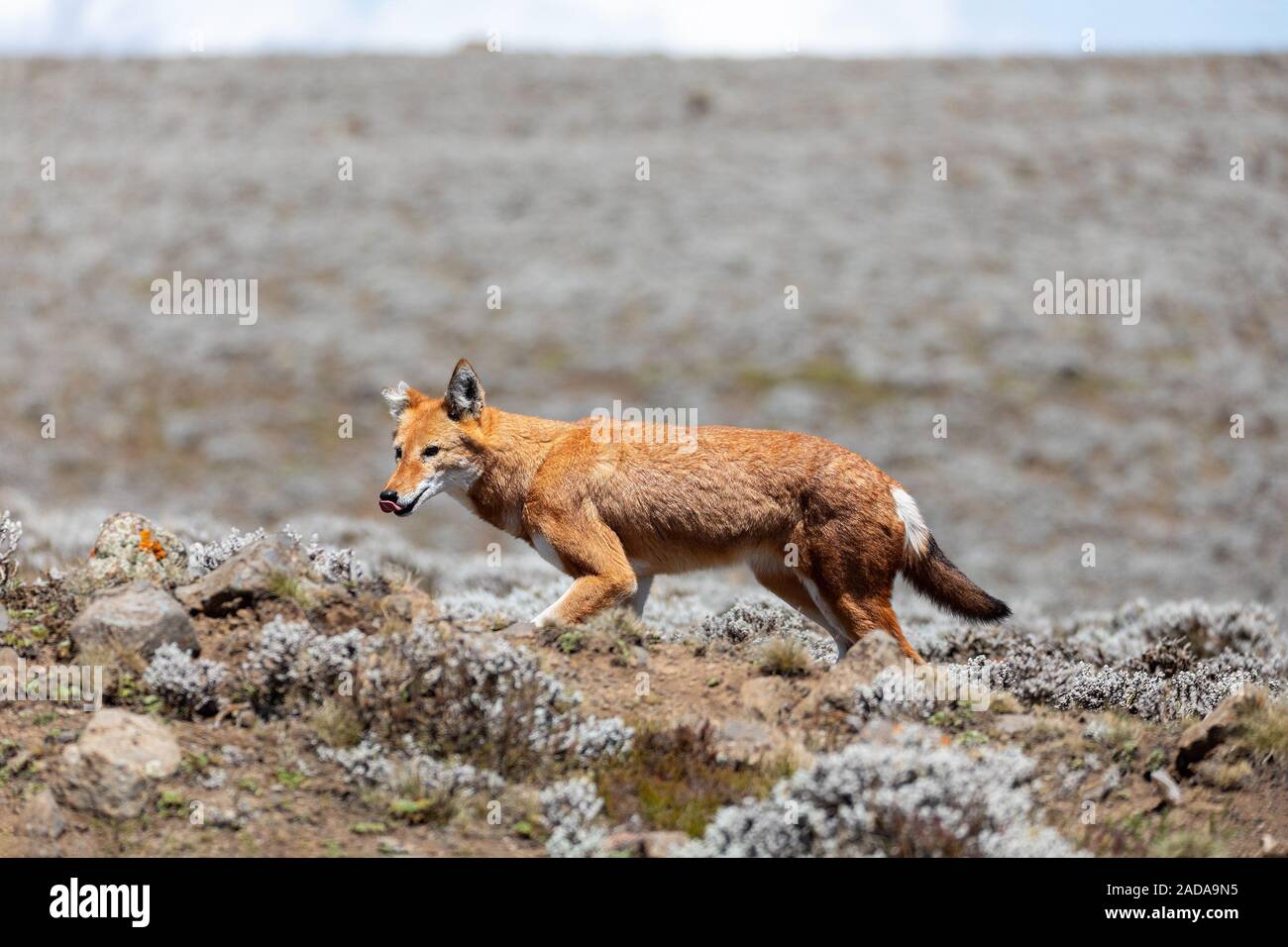 Lupo etiope, Canis simensis, Etiopia Foto Stock