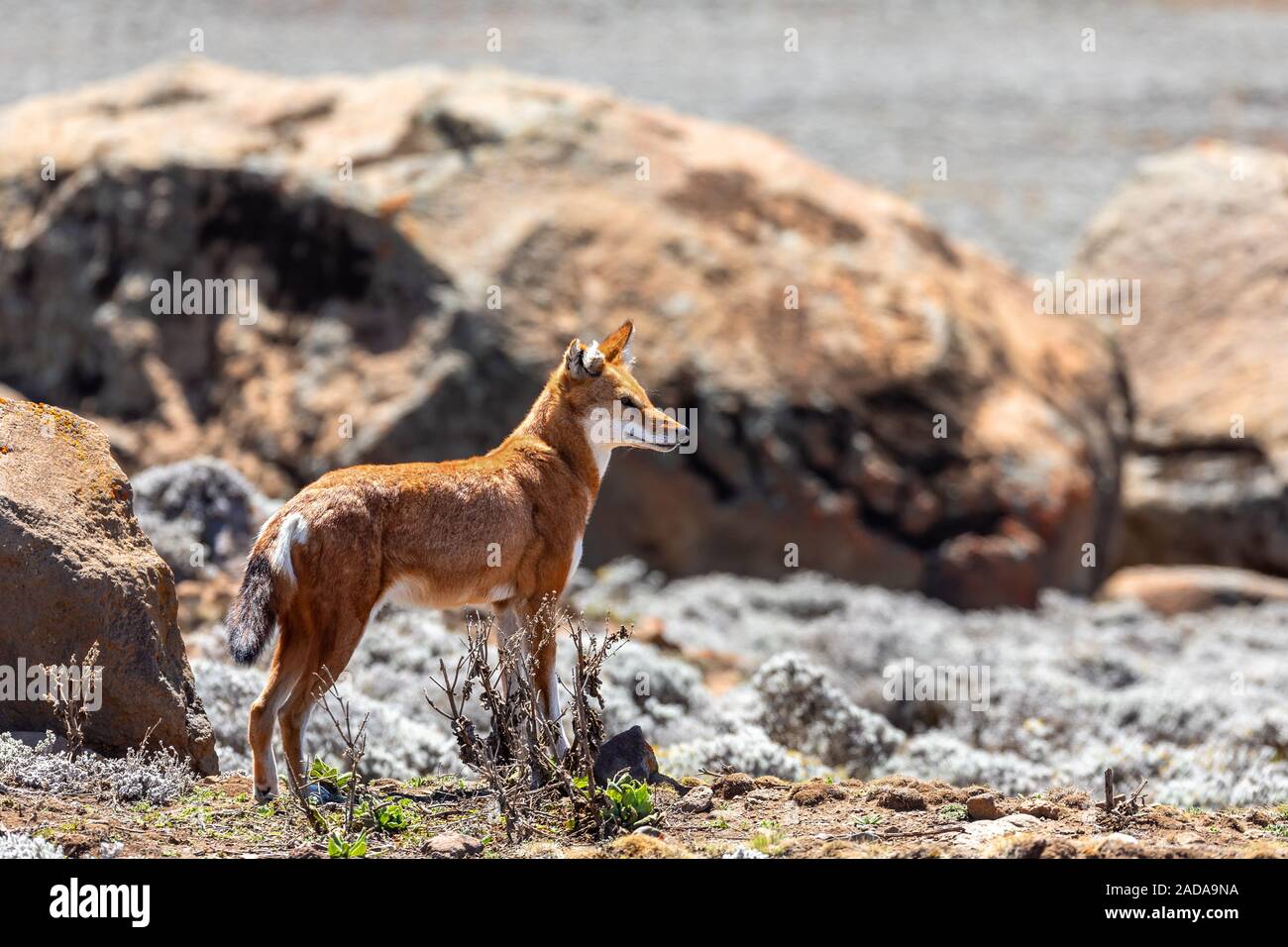 Lupo etiope, Canis simensis, Etiopia Foto Stock