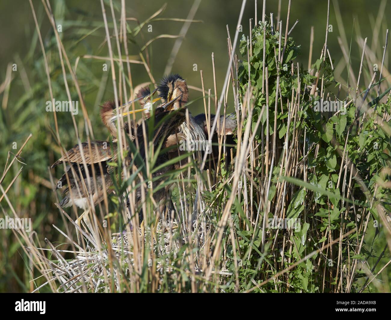 Airone rosso Foto Stock