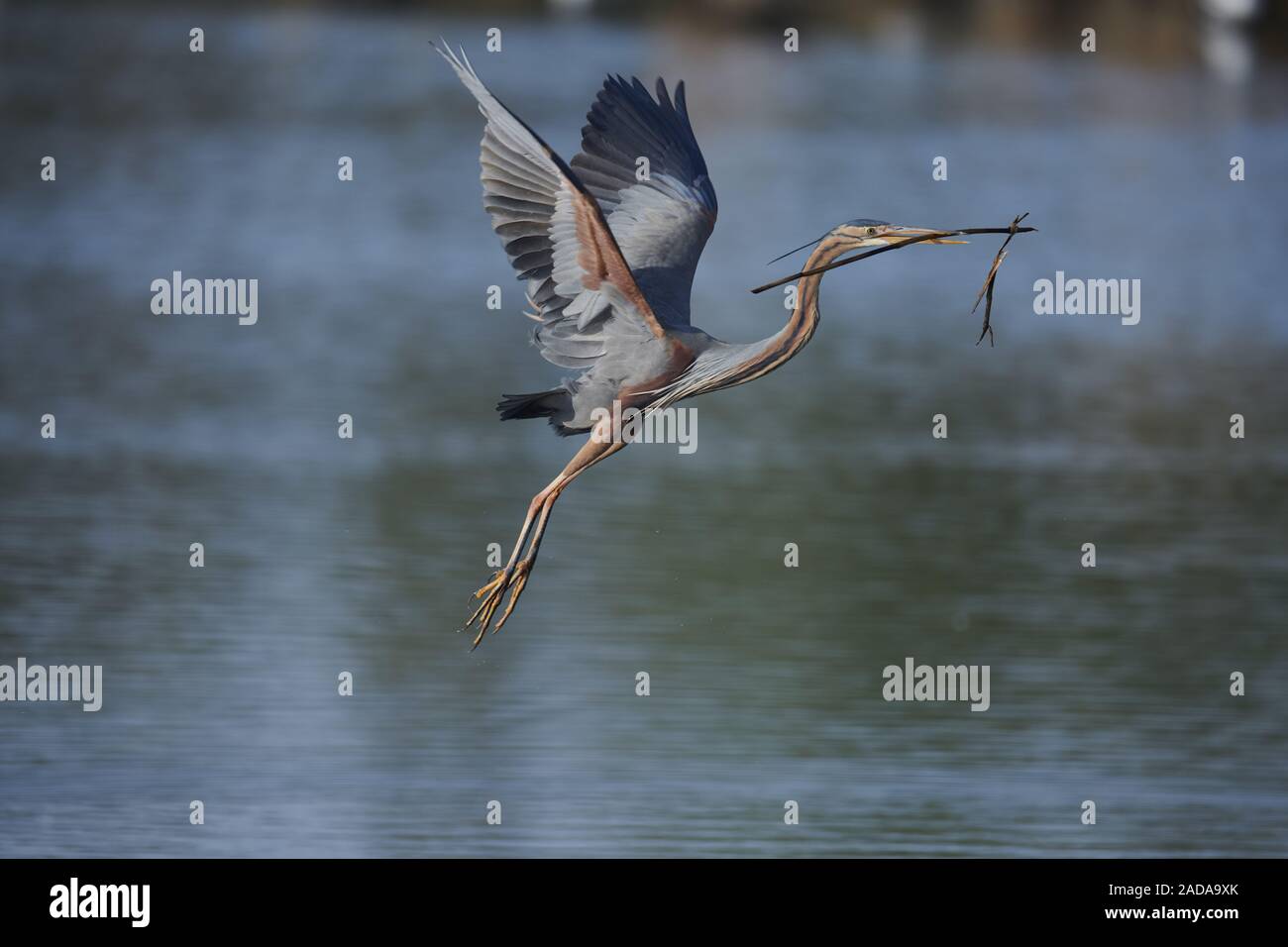 Airone rosso Foto Stock