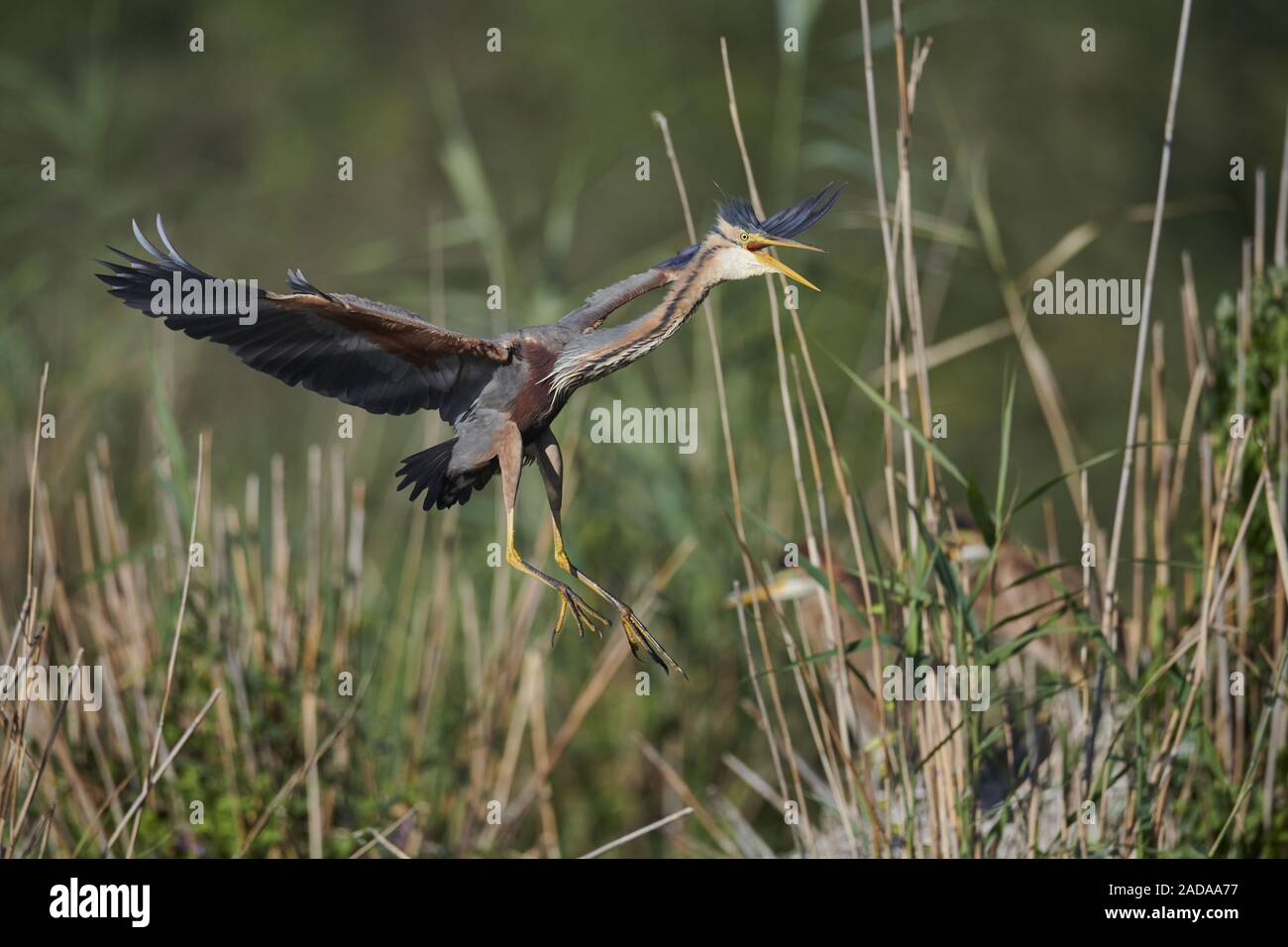 Airone rosso Foto Stock