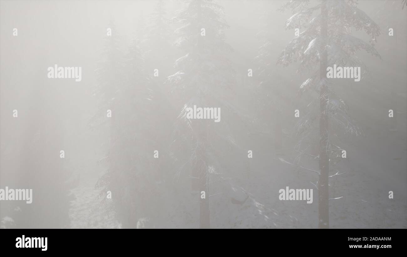 Densa nebbia nella foresta di pini su pendii montani Foto Stock